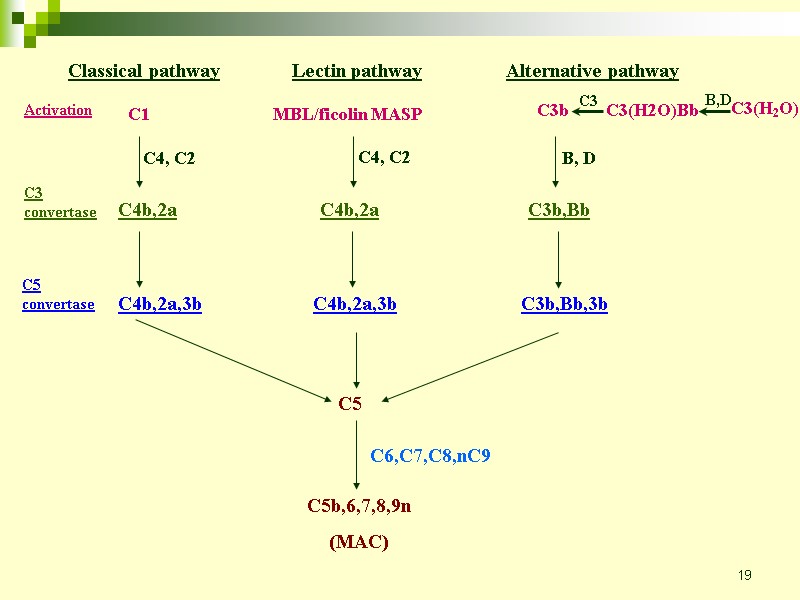 19 Classical pathway Lectin pathway C1 MBL/ficolin MASP C4, C2 C4, C2 Activation C3